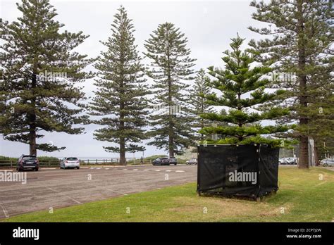 Norfolk Island Pine Trees Araucaria Heterophylla Growing At Newport