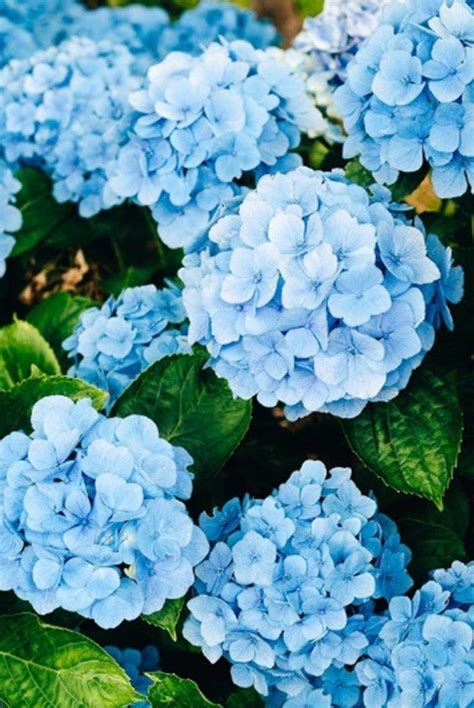 Beautiful Blue Flowers Types Uses Care Tips And More