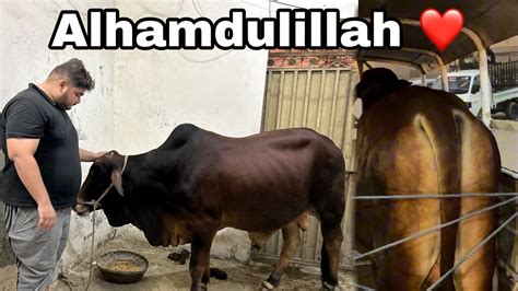 Alhamdulillah Qurbani Ka Janwer La Liya Cow Mandi