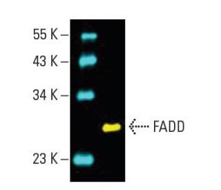 FADD Antibody (G-4) - Western Blotting - Image 396212