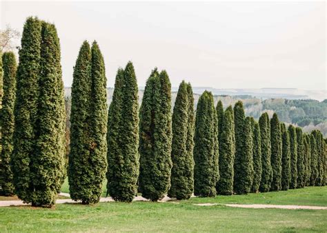 7 Fast Growing Evergreen Trees For Privacy 🌲🛡 Natural Walls In No Time