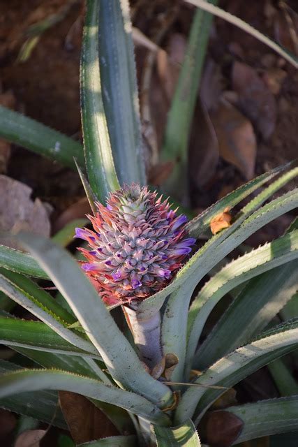 Ananas Kwiat Ananasa Delikatny - Darmowe zdjęcie na Pixabay - Pixabay