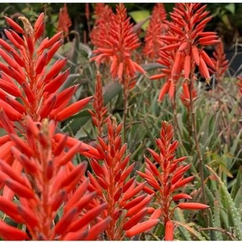 Aloe Arborescens