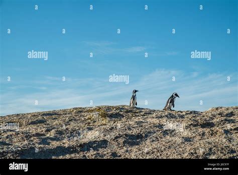 Penguins beach in cape town Stock Photo - Alamy