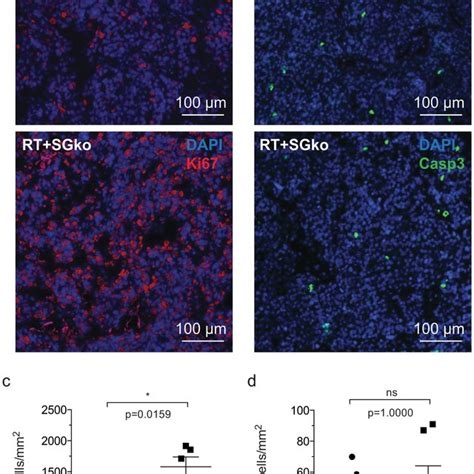 Proliferative And Apoptotic Status Of Tumor Tissue The Proliferative