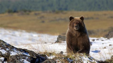 Fotos De Osos Imágenes Del Oso Pardo En La Naturaleza