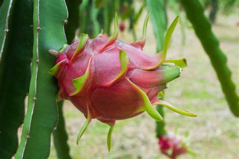 How To Grow Your Own Dragon Fruit Pitaya Gardeners Path