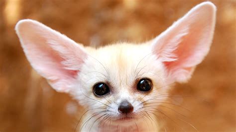 Fennec Fox Wallpapers Hd Wallpapers Inn Cute Animals Cute Baby