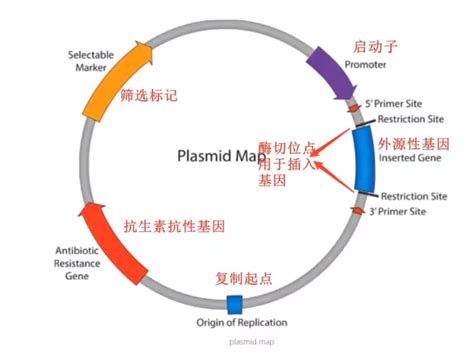 分子克隆技术质粒介绍篇 爱必信 absin 官网