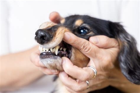 Schwarzes Zahnfleisch beim Hund 5 Gründe Erklärungen