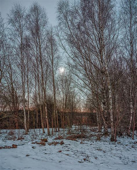 Birches M4 Photograph By Leif Sohlman Pixels