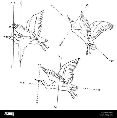 Leonardo Da Vinci Drawings Of Birds