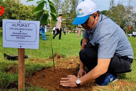 Babel Tanam Alpokat Roro Pada Gerakan Penanaman 1000 Pohon ANTARA News