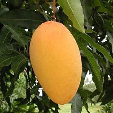 Dasheri Dashehari Mango Plant For Fruit 2 Acre Rs 50 Plant Id