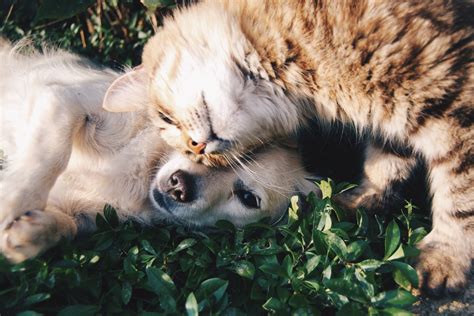 Gu A Completa Para Lograr Que Tu Gato Acepte A Un Perro En Casa