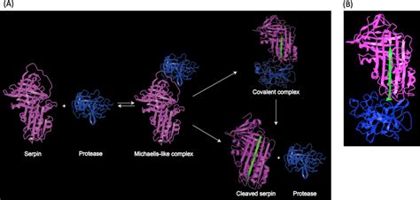 Representation Of Serpin Protease Interaction A Proposed Process Of