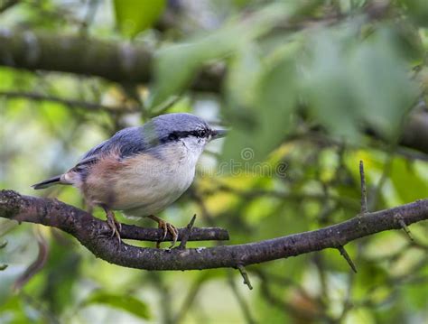 Nuthatch On The Feeder Latin Sitta Europaea Stock Photo Image Of