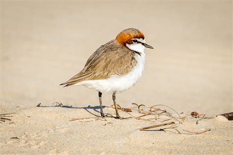 Australian Birds At The Beach Australias Wonderful Birds
