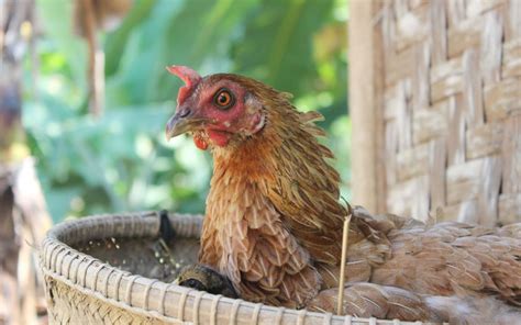 Why Are Chickens Aggressive How To Deal With Hostile Hens Learnpoultry