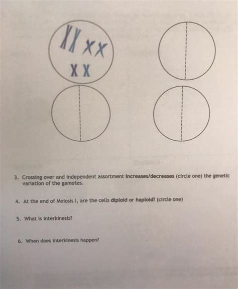 Solved Independent Assortment 1 What Phase Of Meiosis I