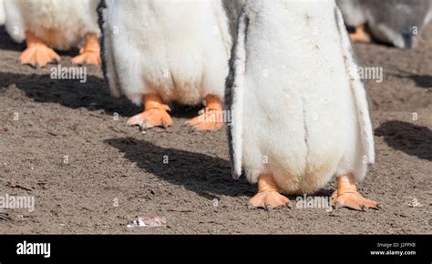 Penguin pygoscelis papua webbed feet hi-res stock photography and images - Alamy