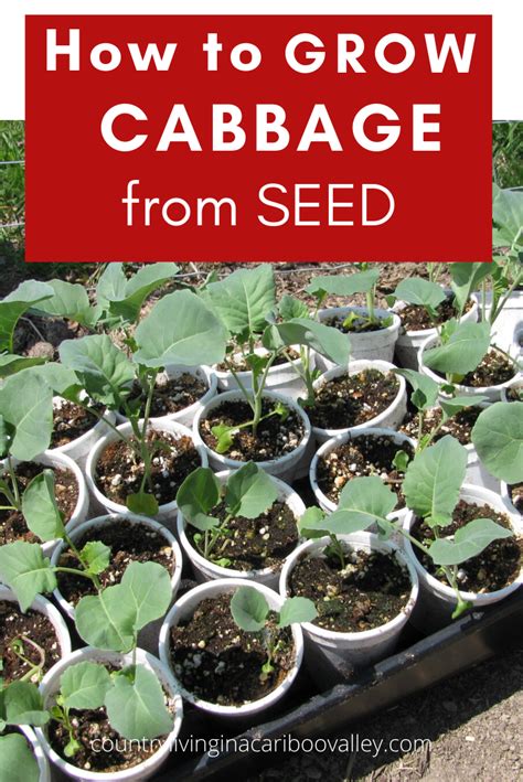 How To Grow Cabbage Seed To Harvest The Ultimate Guide Artofit