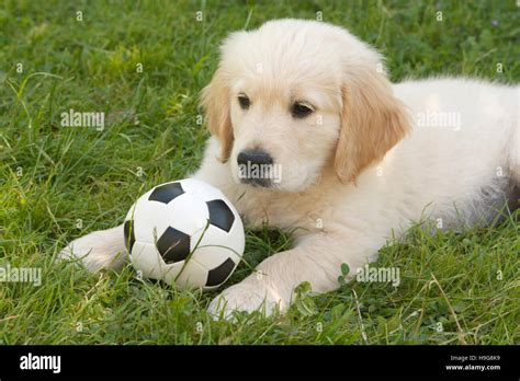 Golden Retriever puppy with soccer ball Stock Photo - Alamy