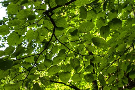 Kostenlose Foto Baum Natur Wald Ast Sonnenlicht Blatt Blume