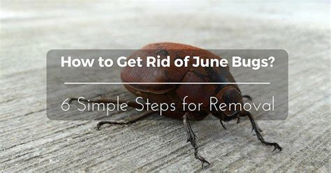 How To Get Rid Of June Bugs 6 Simple Steps For Removal