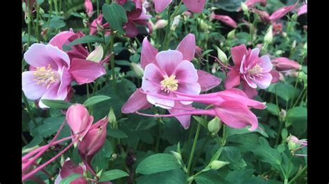 Beautiful Songbird Cardinal Columbine YouTube