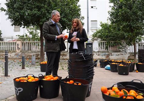 Sevilla recoge un 50 más de kilos de naranjas que el año pasado a