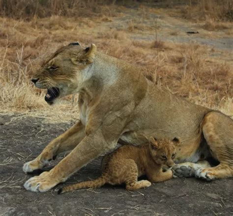 Ngorongoro Crater Meijo Safaris