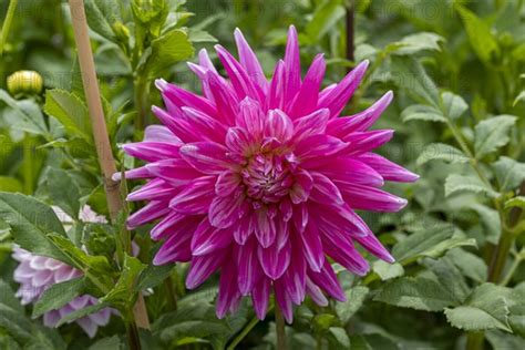 Semi Cactus Dahlias Photo12 ImageBROKER Norbert Neetz