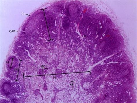 Lymph Node Histology Diagram Quizlet