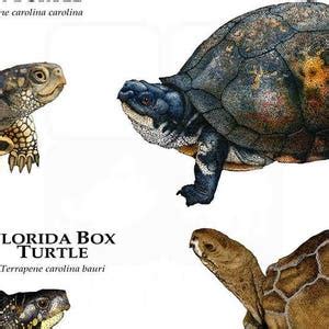 Box Turtles Of North America Poster Print Etsy