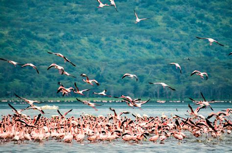 Flock Of Flamingo · Free Stock Photo