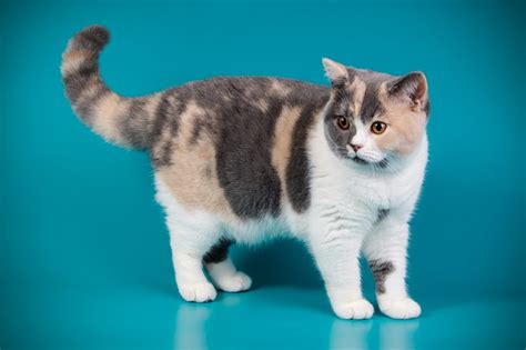 British Shorthair At Breed Information Photo Care History Fello Pet