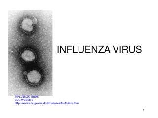 Ppt Influenza A Virus Structure Powerpoint Presentation Free