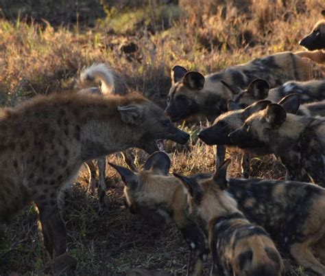 African Wild Dog vs Hyena: Comparing These Social Species