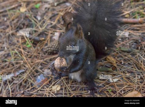 A Squirrel Sits In A Park And Eating A Walnut Stock Photo Alamy