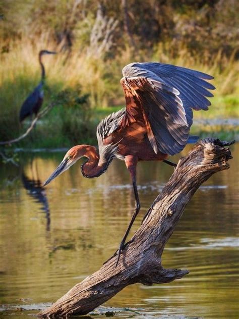 Ainawgsd Goliath Heron The Goliath Heron Ardea Goliath Also Known