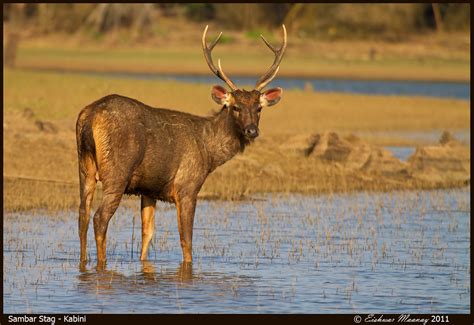 Sambar Stag In Back Waters Eishwar Maanay Flickr