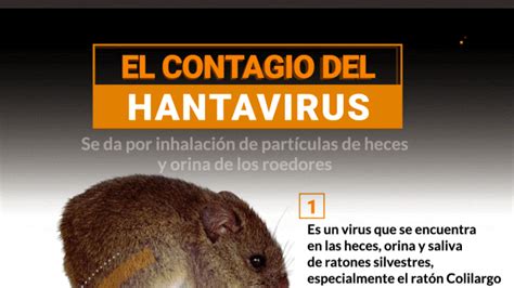 Hantavirus Modo De Contagio Síntomas Y Prevención De Una Enfermedad Que Aún No Tiene Cura