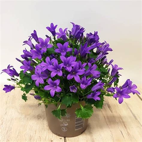 Buy Campanula Portenschlagiana Porto Cm Affordable Gardens You Eu