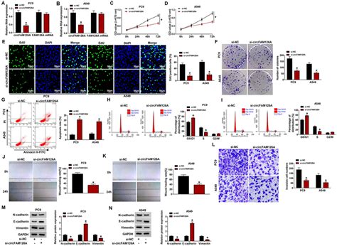 The Knockdown Of Circfam A Suppressed Proliferation Cell Cycle