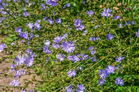 Blue Flowers Of Chicory Ordinary On Field Medicinal Plant In Nature