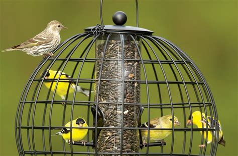 Attracting Birds To Your Landscape Gardener S Supply