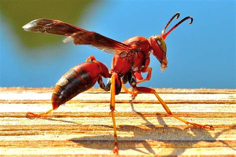 18 Tipos De Avispas En España Nombres Y Fotos