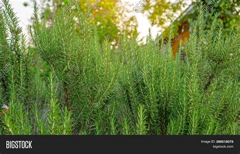 Rosemary Fragrant Herb Image And Photo Free Trial Bigstock