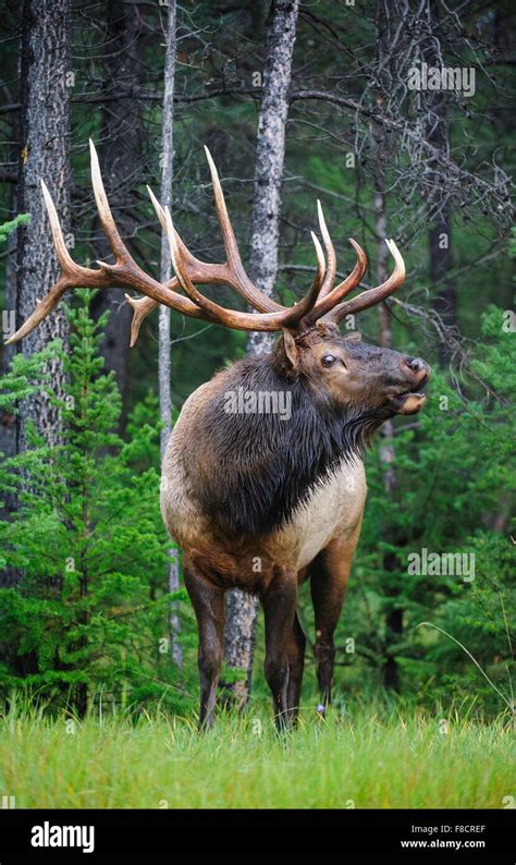 Rocky Mountain Elk Bugling